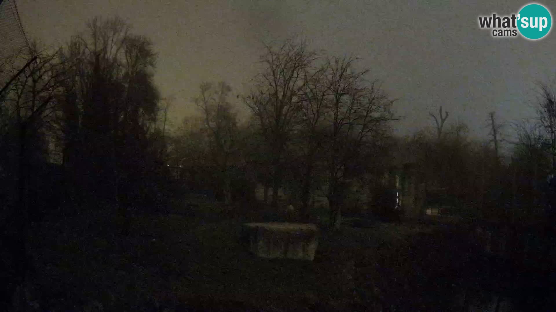 Zoo Zagreb – Lavovi