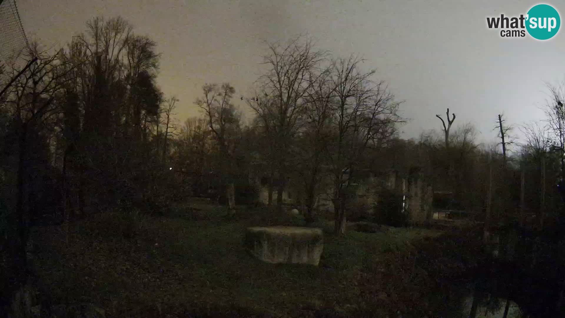 Zoo Zagreb – Lavovi