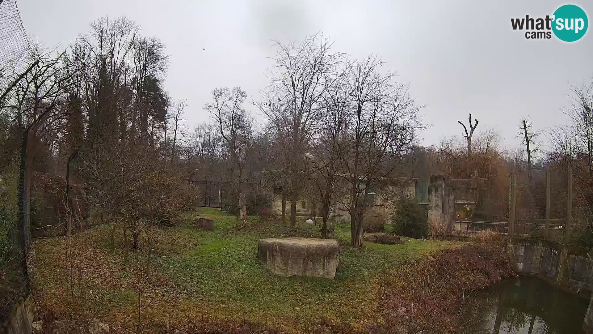 Zoo Zagreb – Lavovi