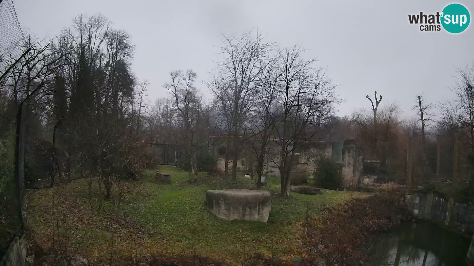 Spletna kamera Zoo Zagreb – Levi