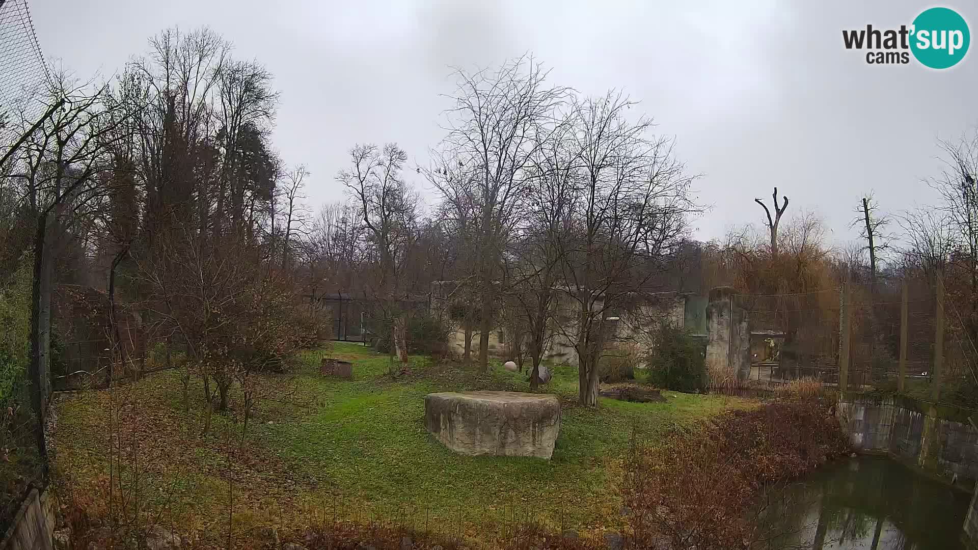 Zoo Zagreb – Lavovi