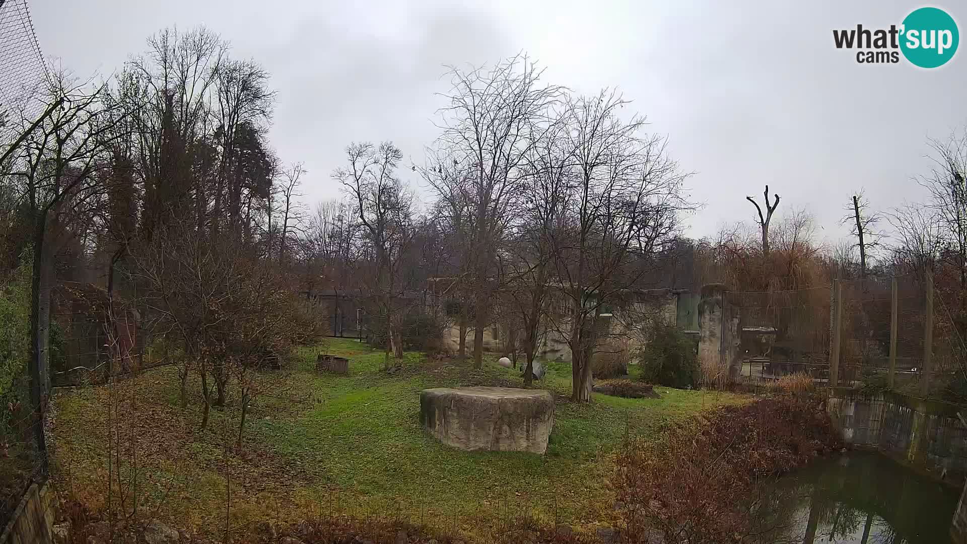 Spletna kamera Zoo Zagreb – Levi