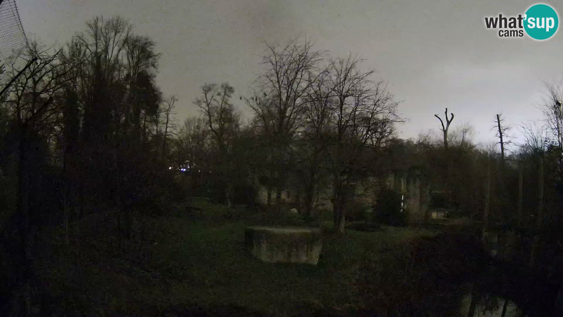 Zoo Zagreb – Lavovi