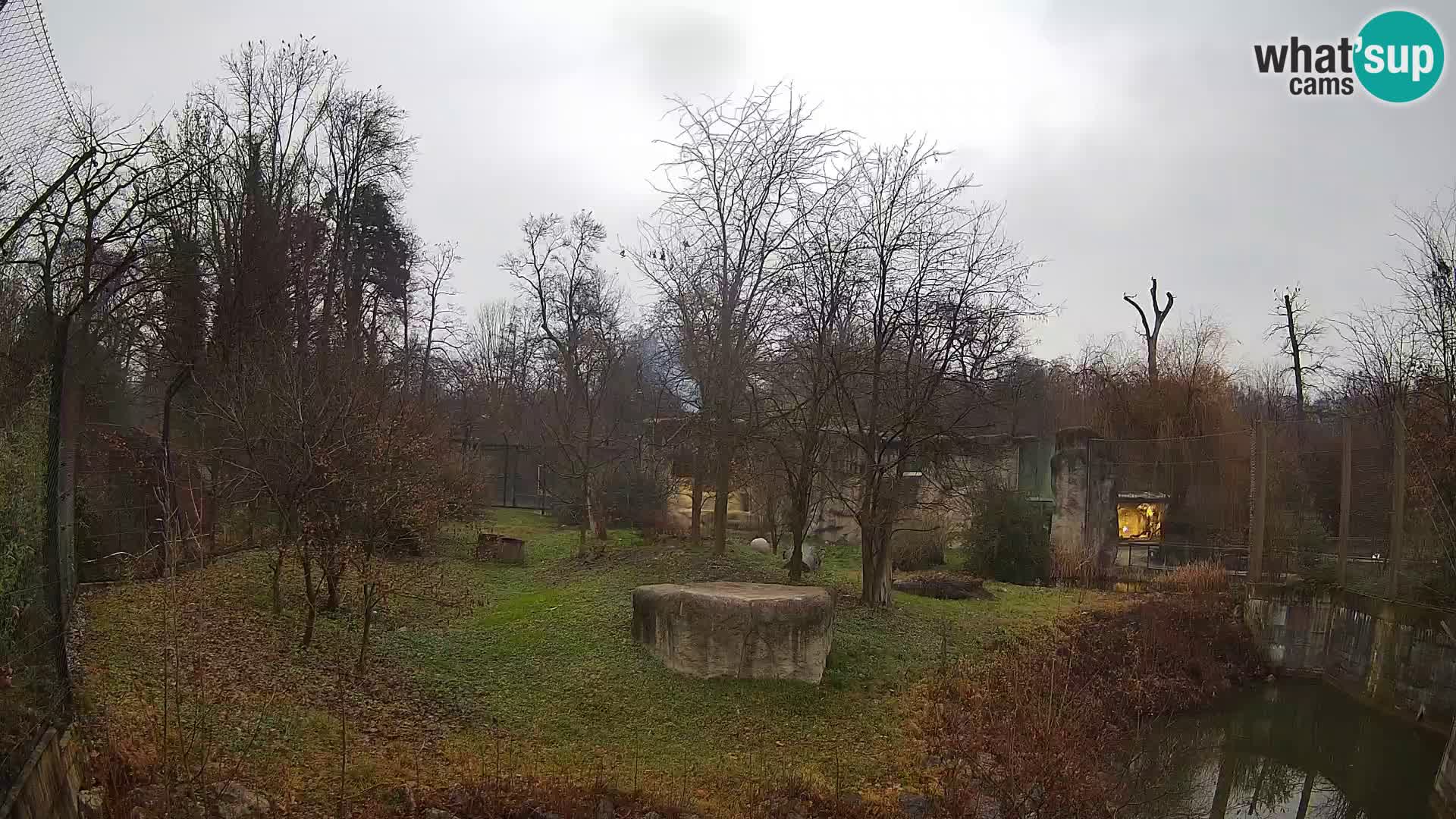 Spletna kamera Zoo Zagreb – Levi