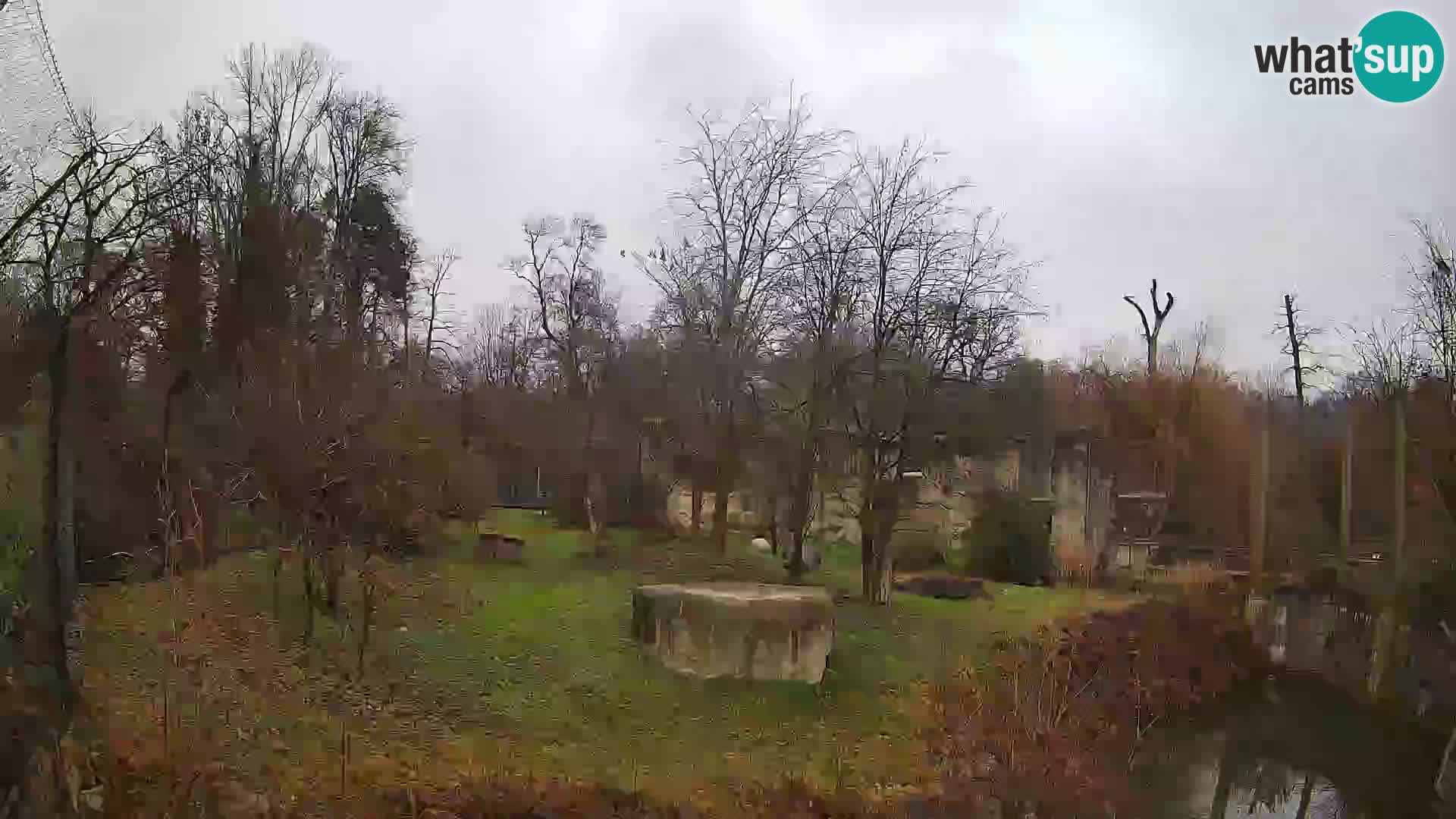 Zoo Zagreb – Löwen