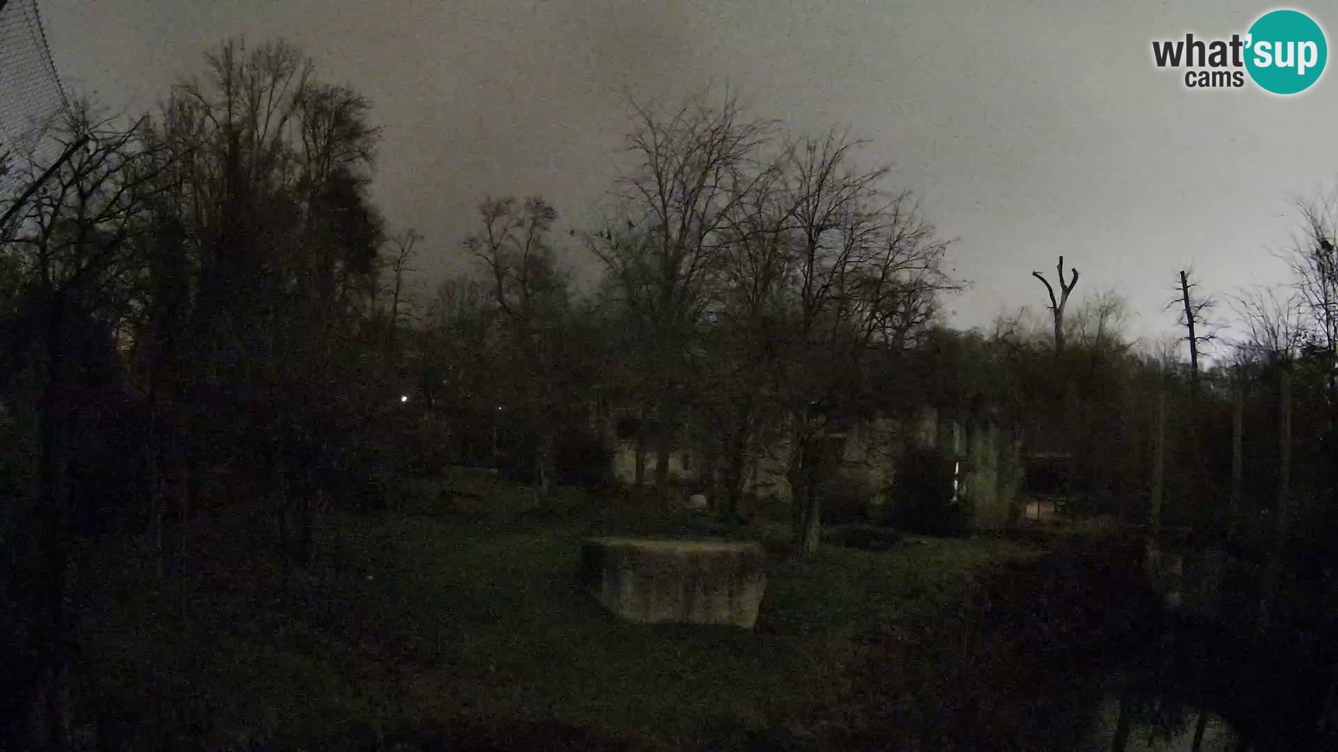 Zoo Zagreb – Lavovi