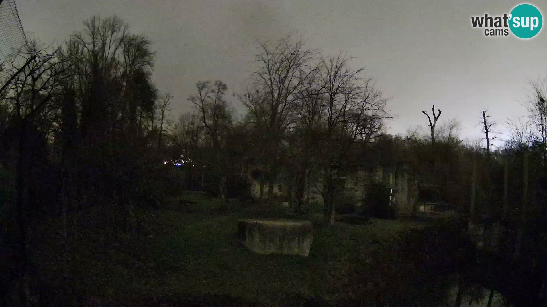 Spletna kamera Zoo Zagreb – Levi