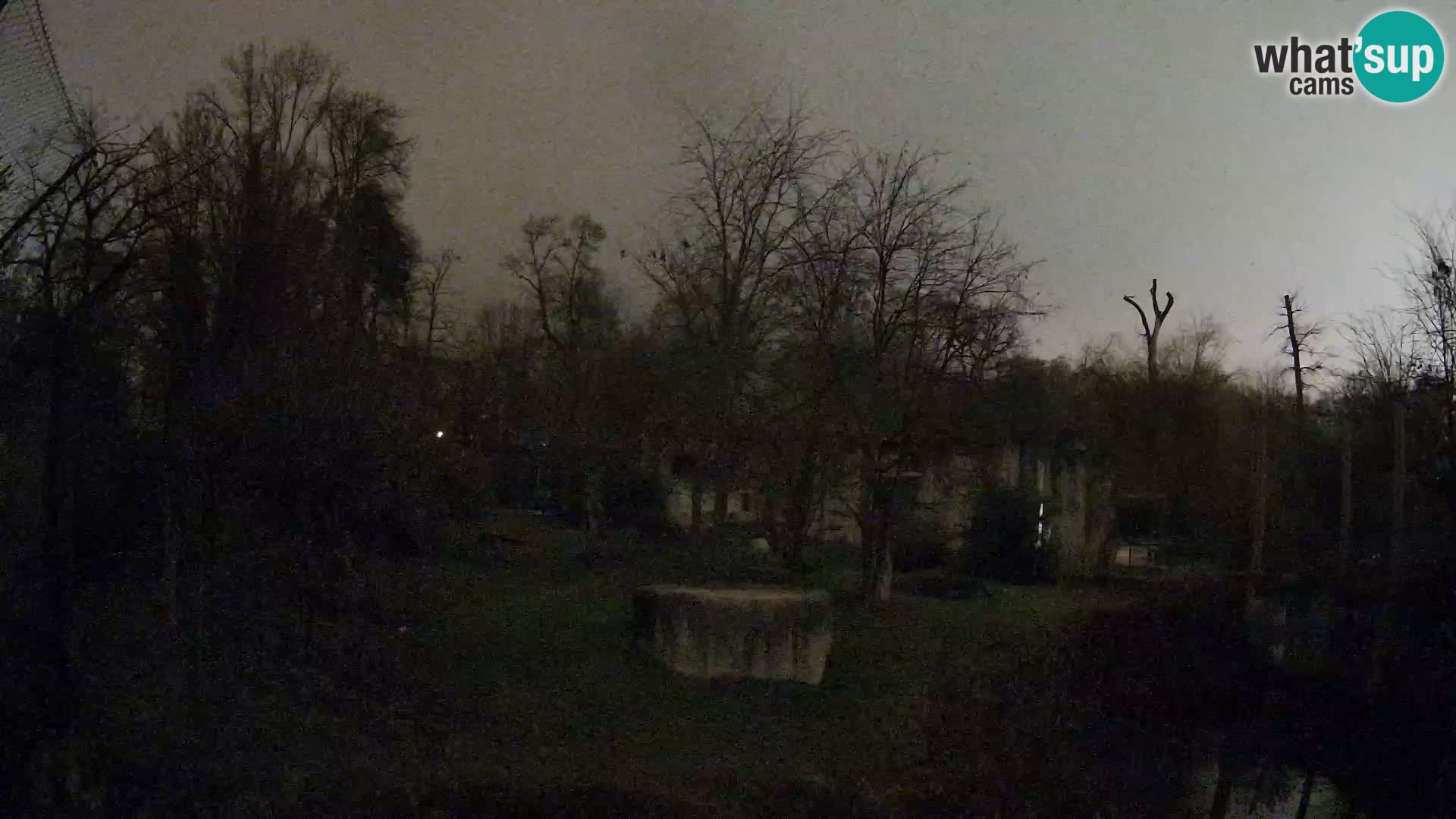 Spletna kamera Zoo Zagreb – Levi