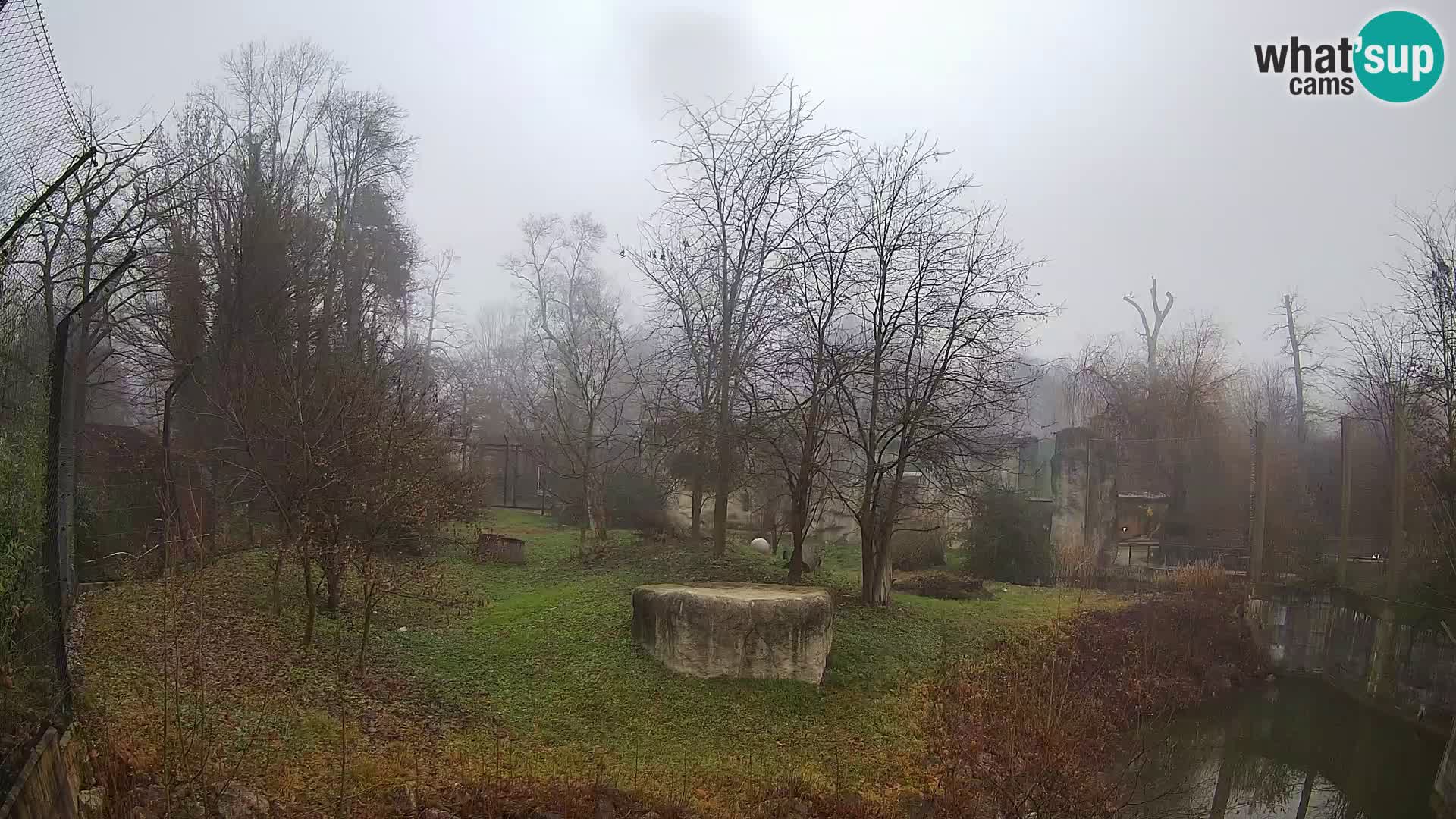 Spletna kamera Zoo Zagreb – Levi