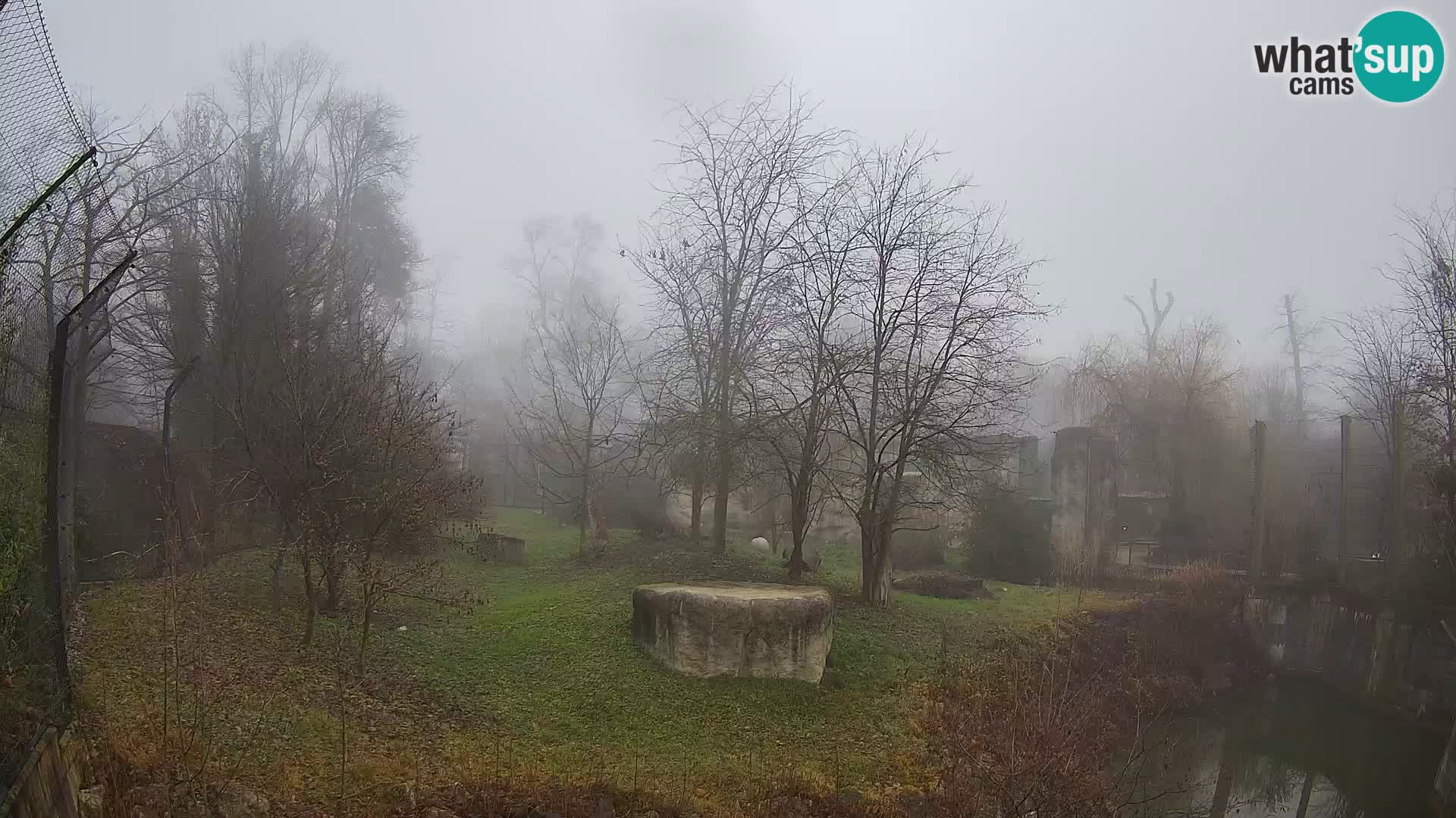 Zoo Zagreb – Lavovi