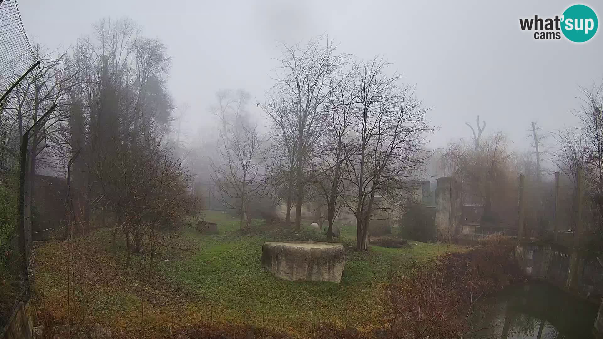 Spletna kamera Zoo Zagreb – Levi