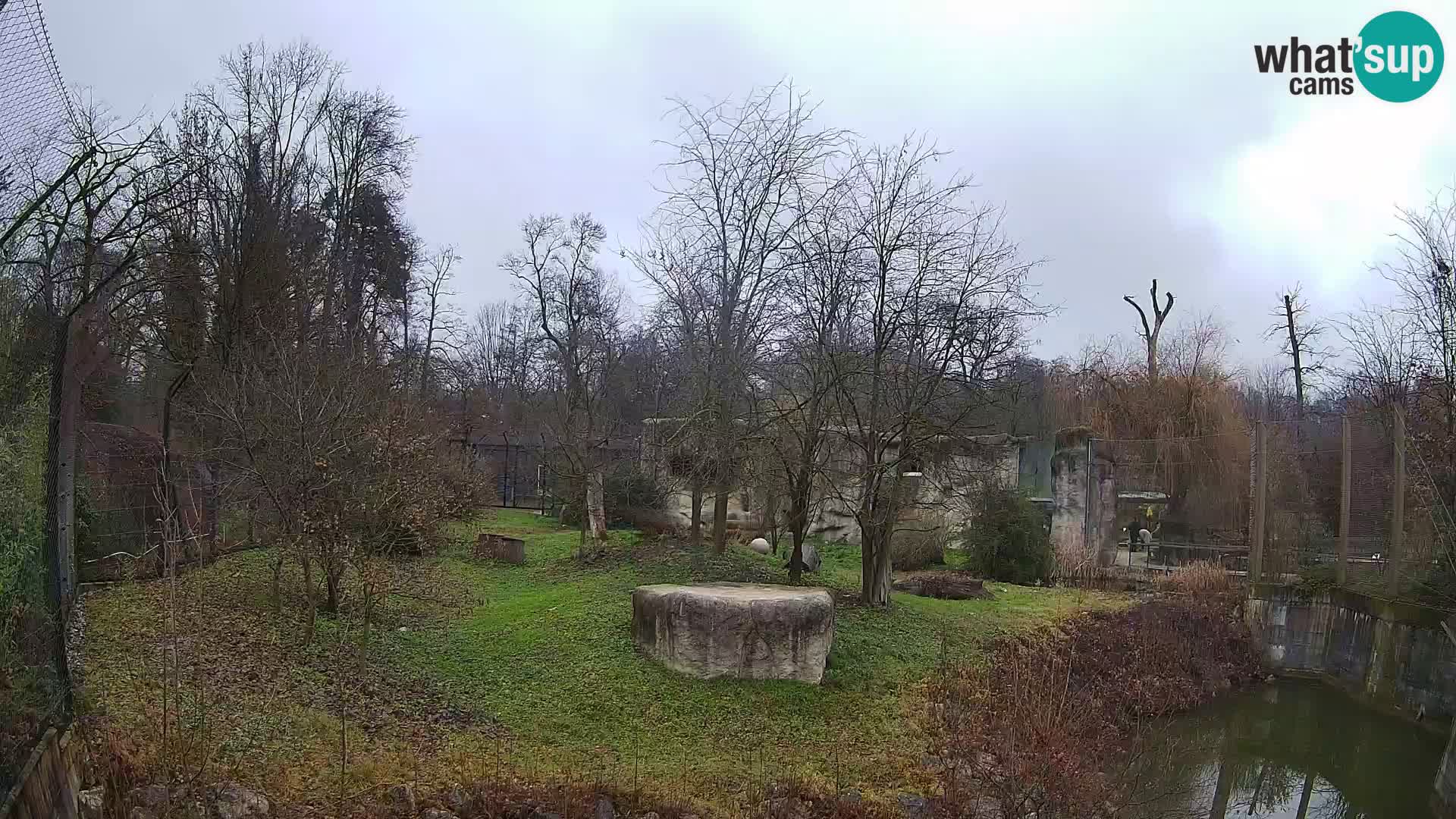 Zoo Zagreb – Lavovi