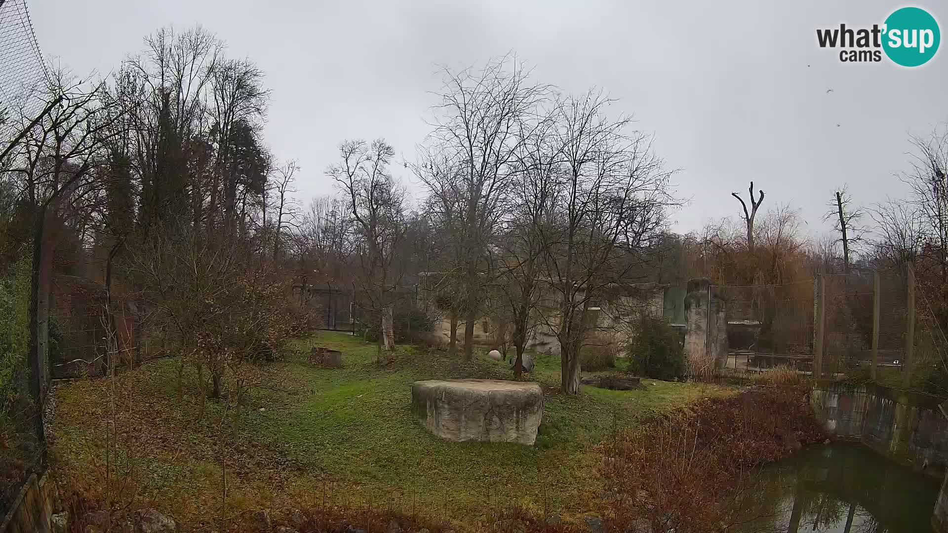 Zoo Zagreb – Lavovi