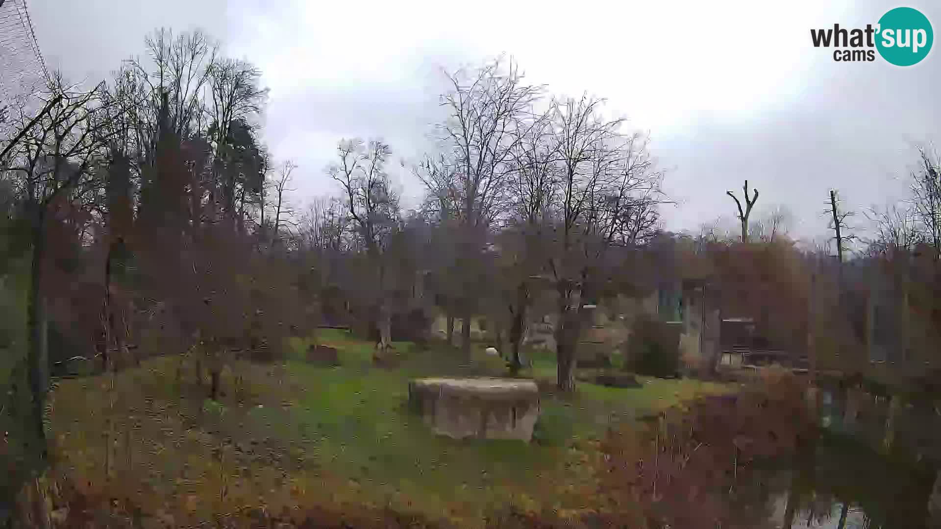 Zoo Zagreb – Lavovi