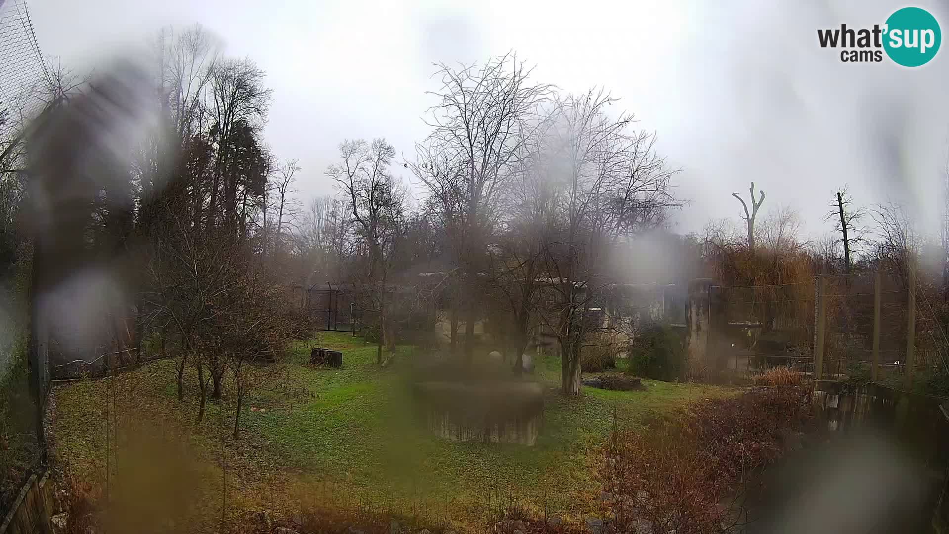 Zoo Zagreb – Löwen