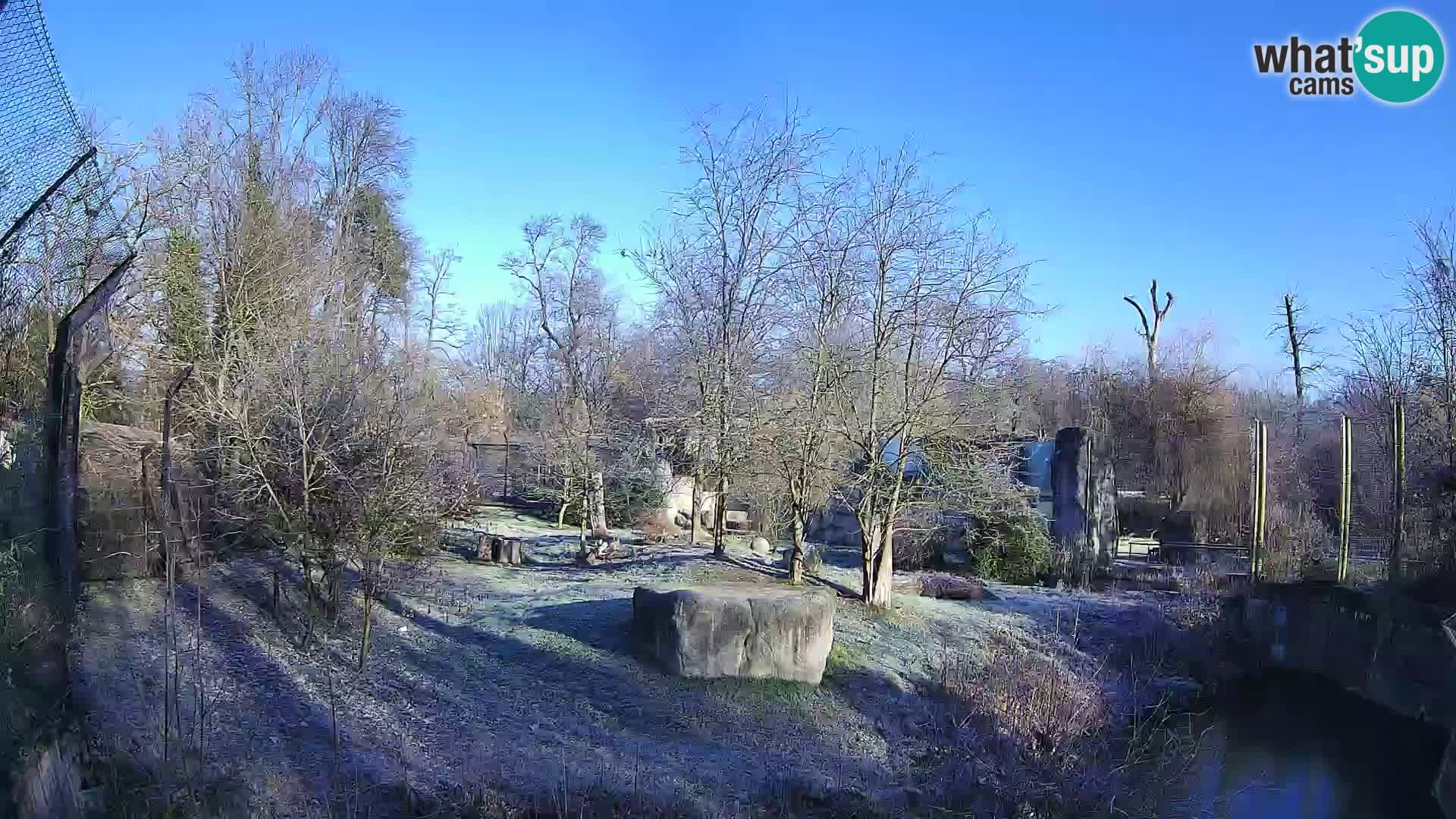 Zoo Zagreb – Lavovi