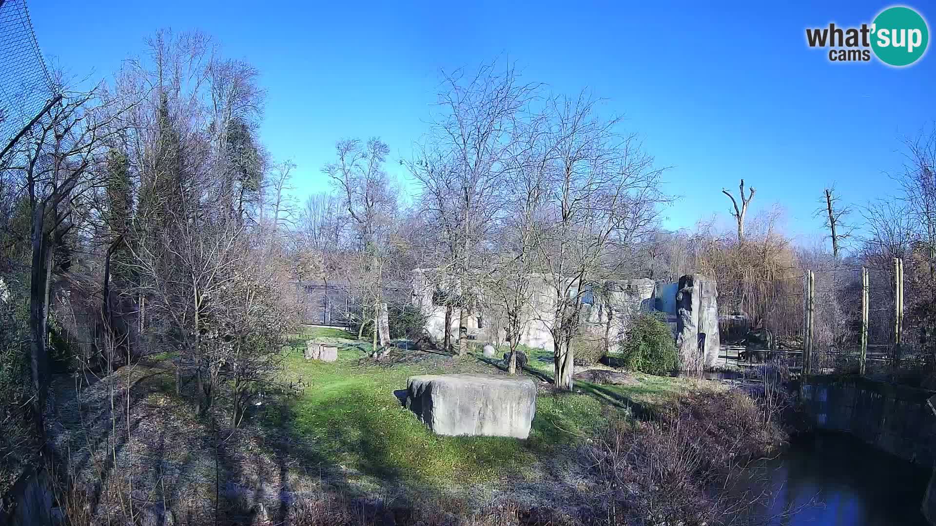 Zoo Zagreb – Lavovi