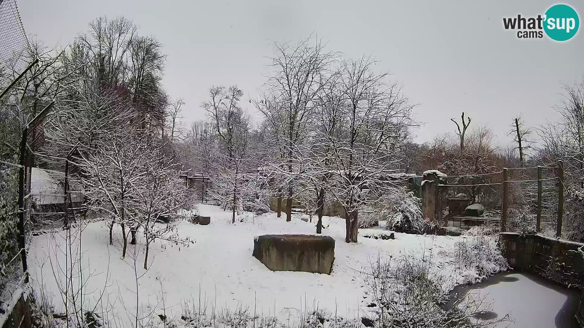 Spletna kamera Zoo Zagreb – Levi