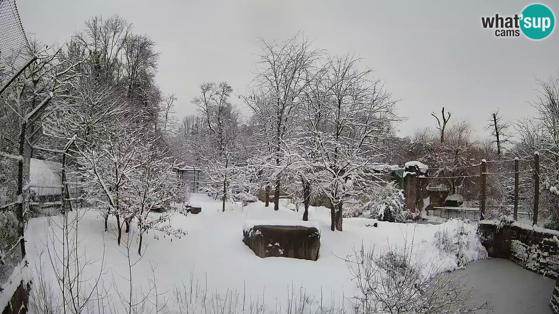 Zoo Zagreb – Leoni