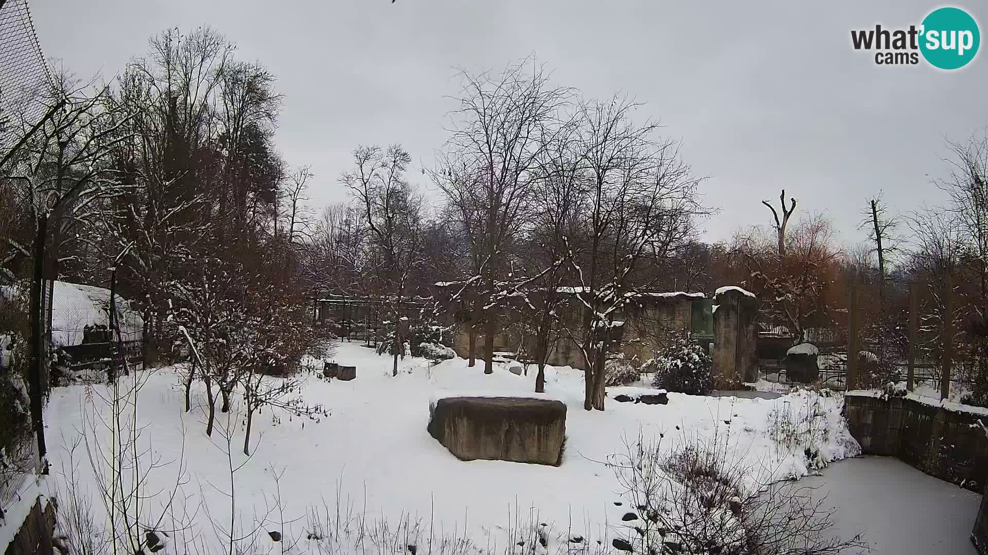 Zoo Zagreb – Leoni