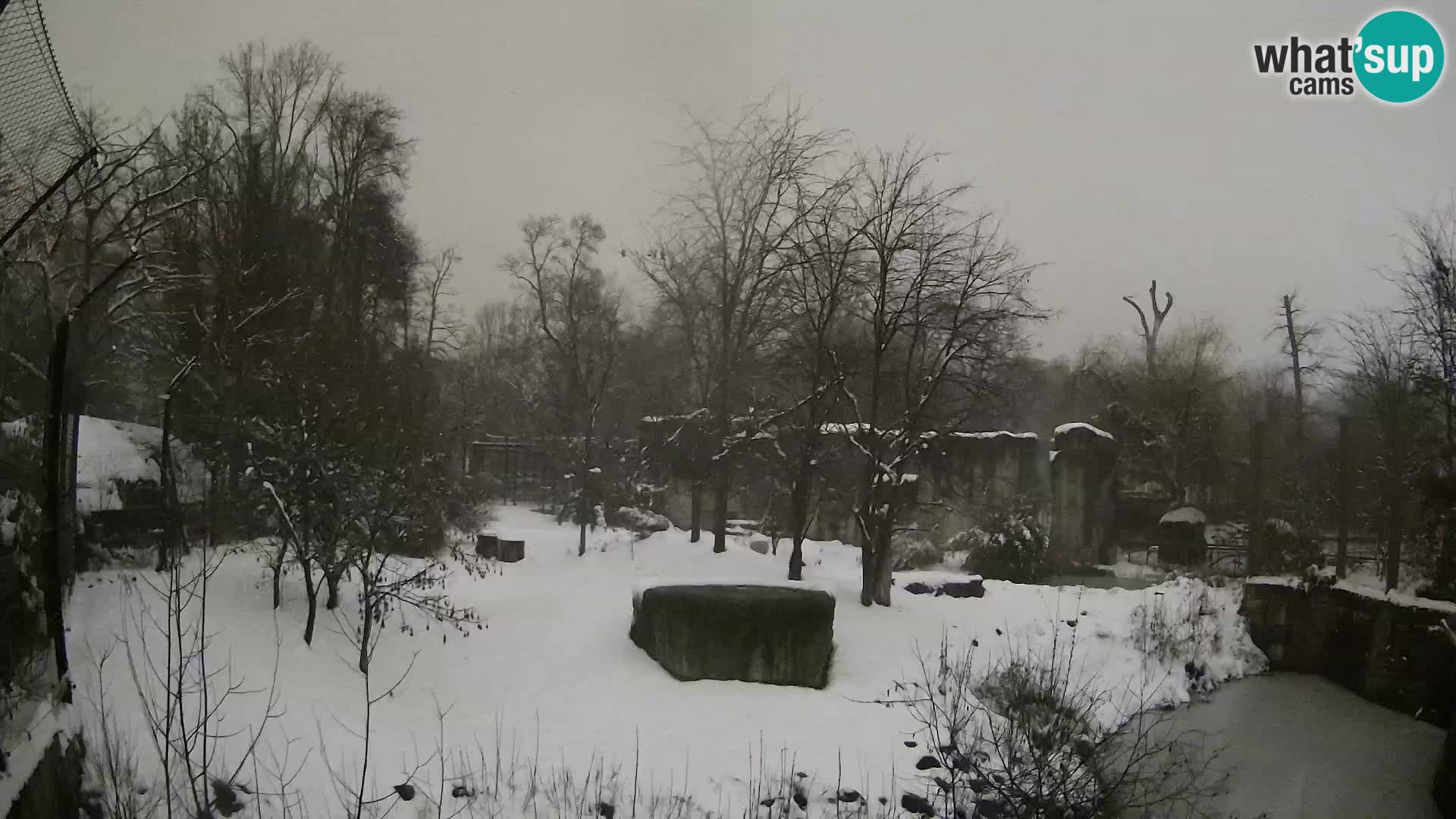 Zoo Zagreb – Leoni