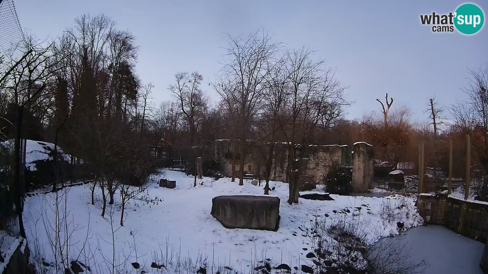 Zoo Zagreb – Lavovi