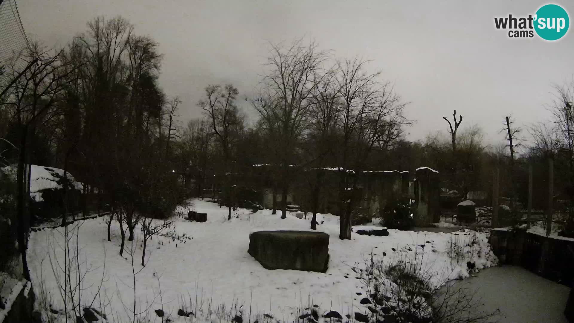 Spletna kamera Zoo Zagreb – Levi