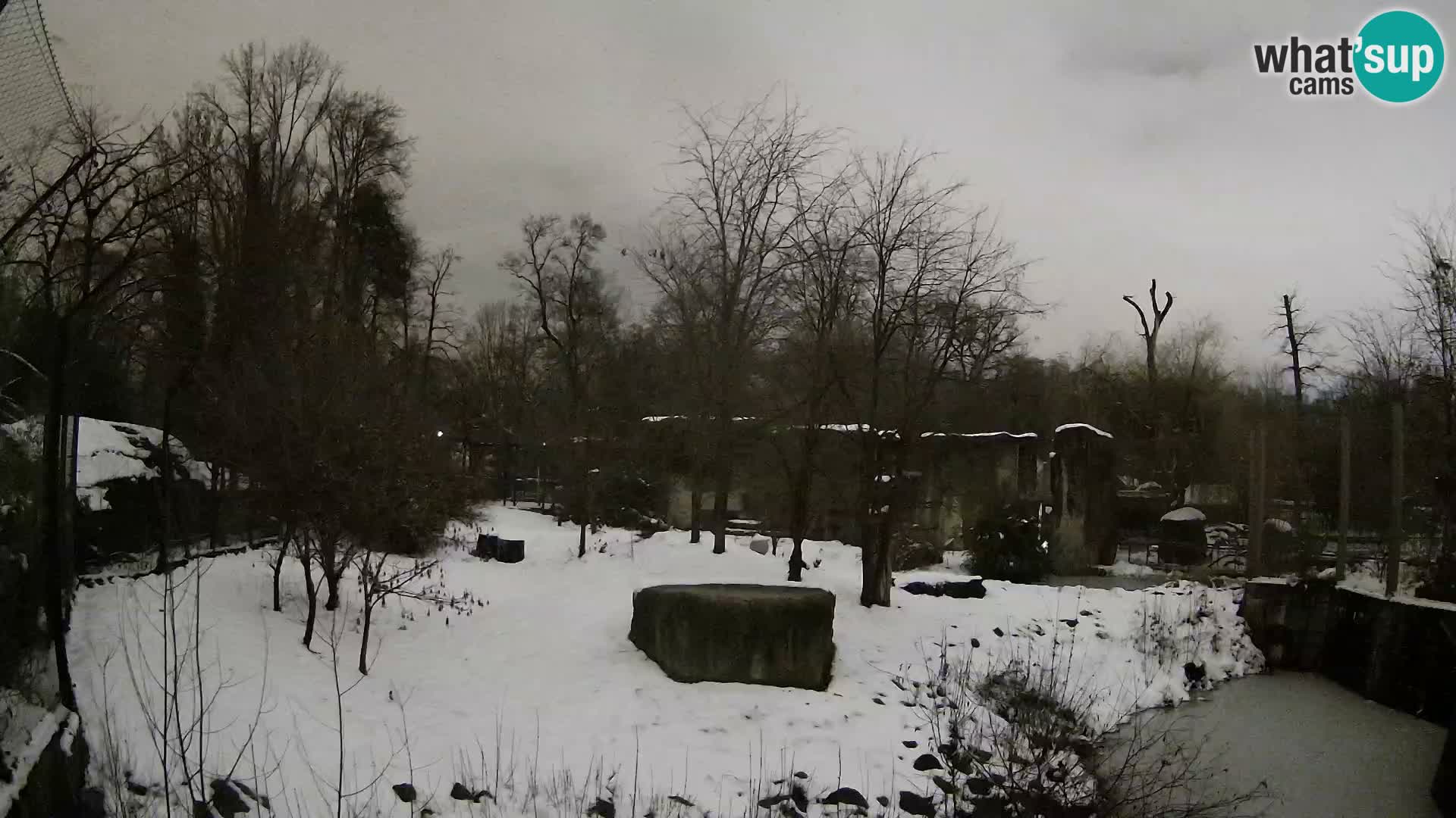 Spletna kamera Zoo Zagreb – Levi