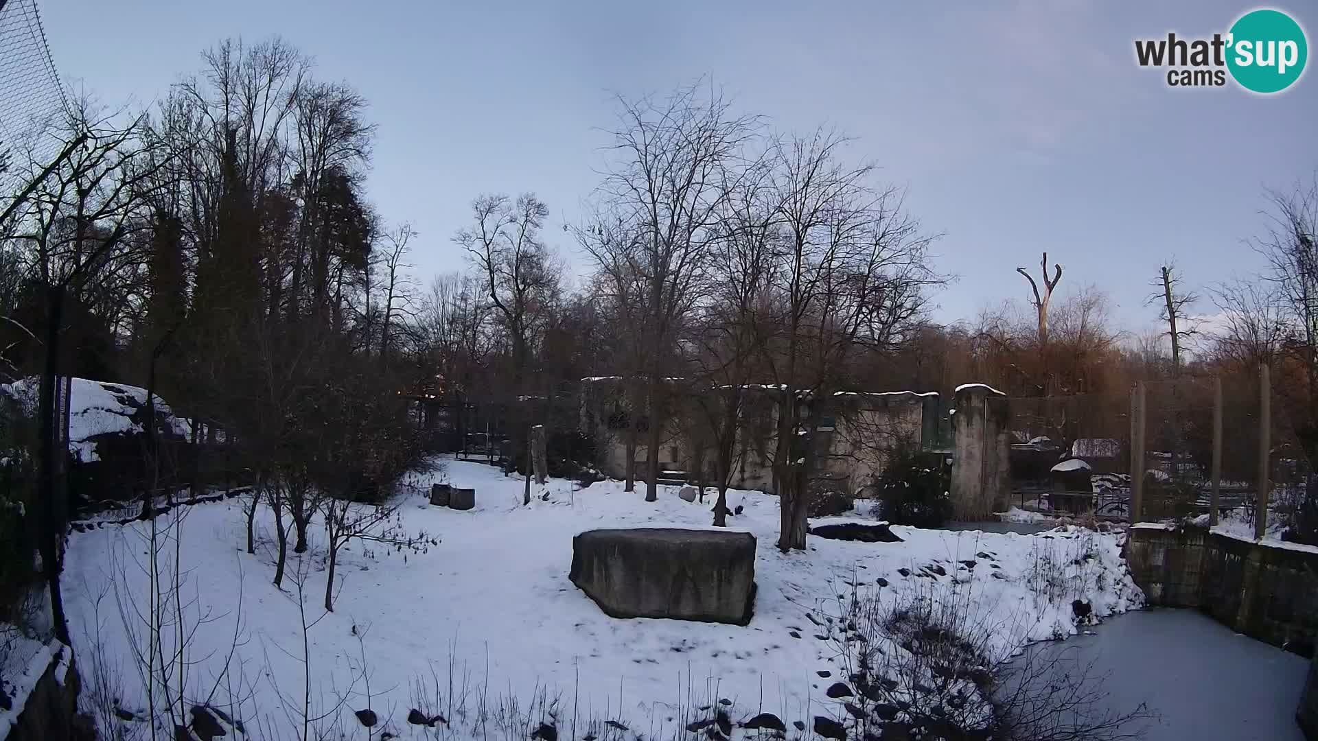 Zoo Zagreb – Lavovi