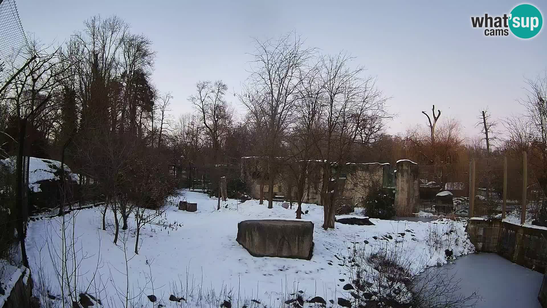 Zoo Zagreb – Lavovi