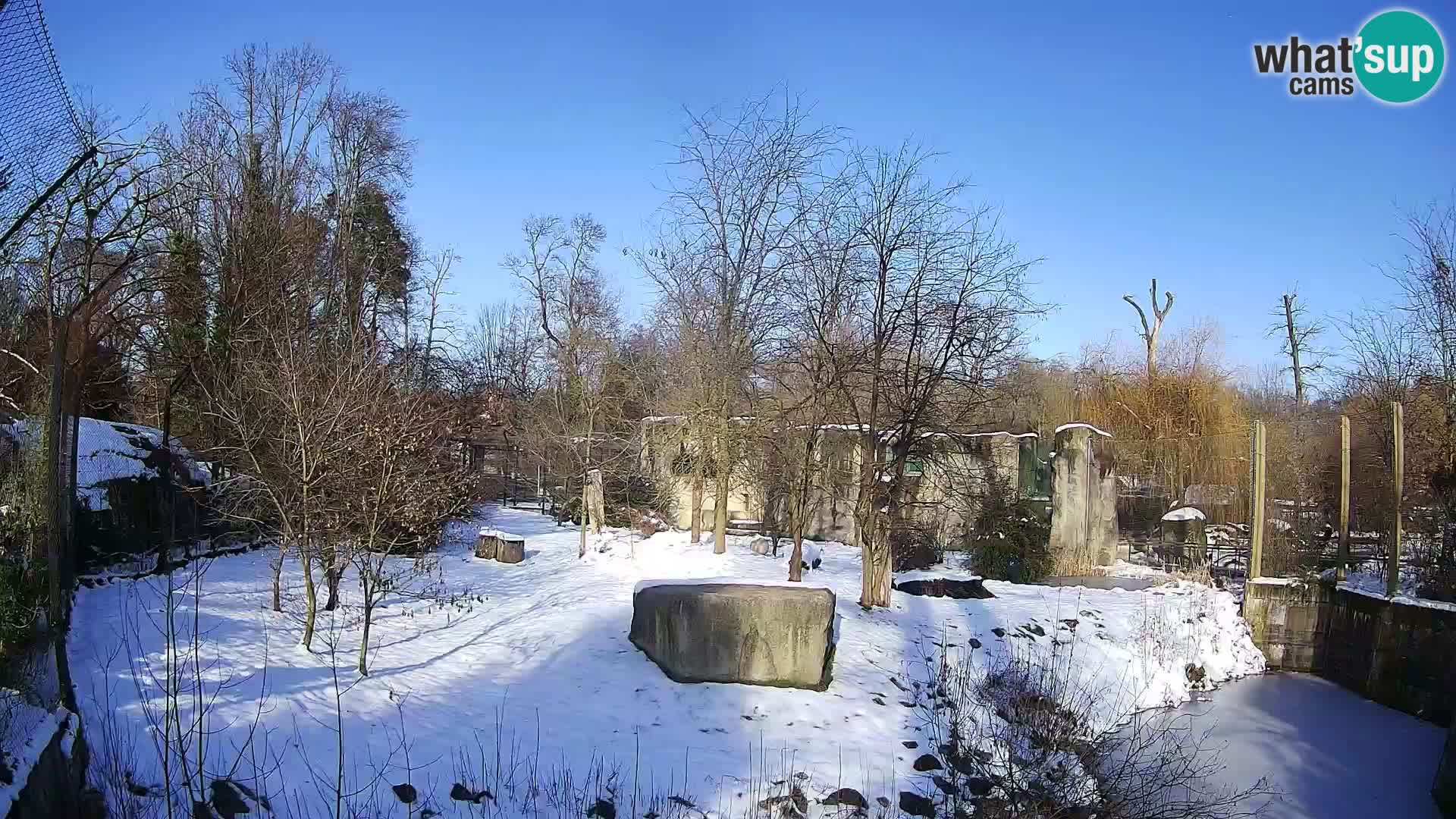 Zoo Zagreb – Leones