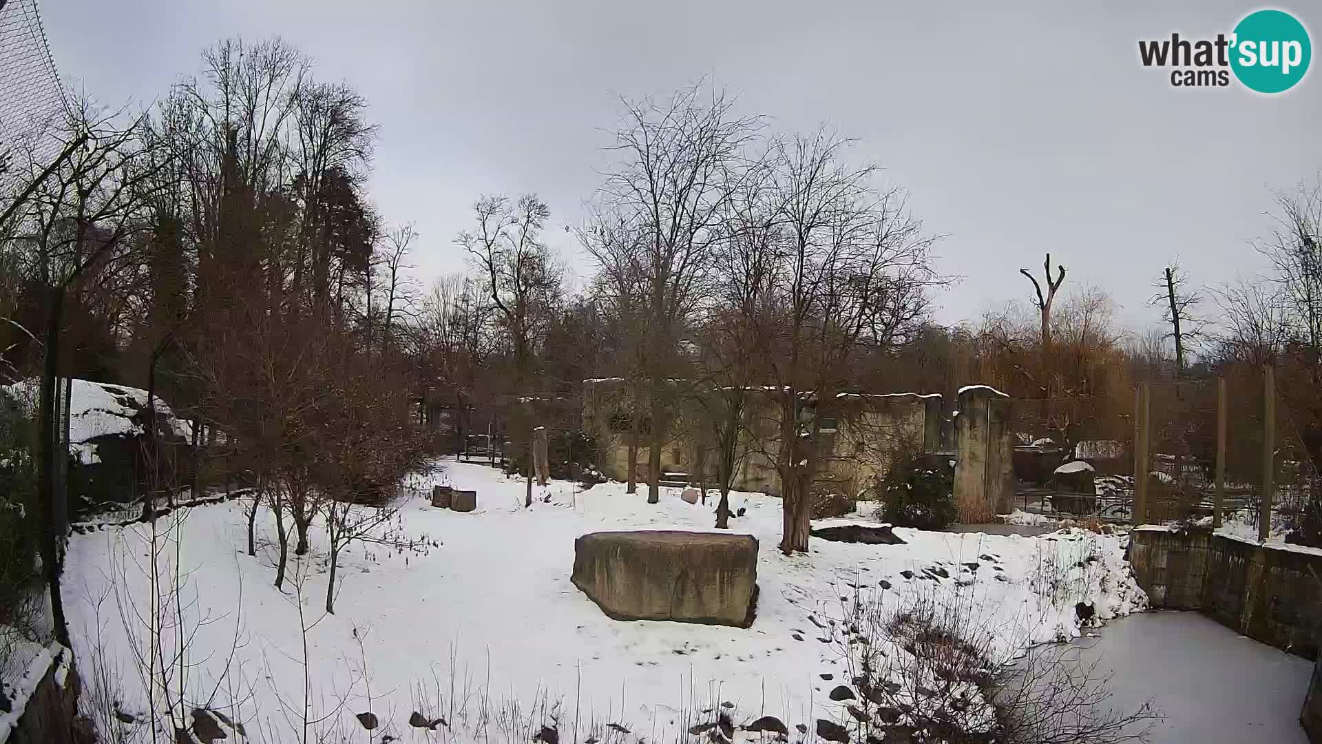 Spletna kamera Zoo Zagreb – Levi