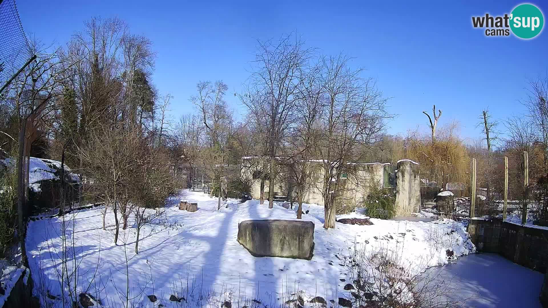 Spletna kamera Zoo Zagreb – Levi