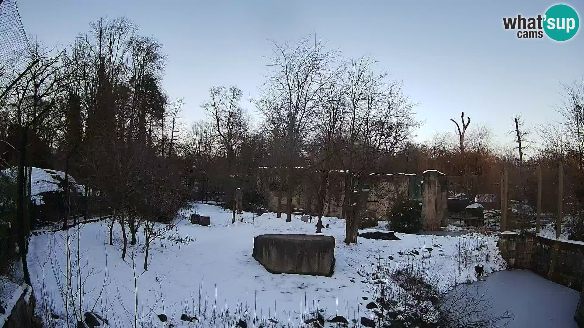 Zoo Zagreb – Lavovi