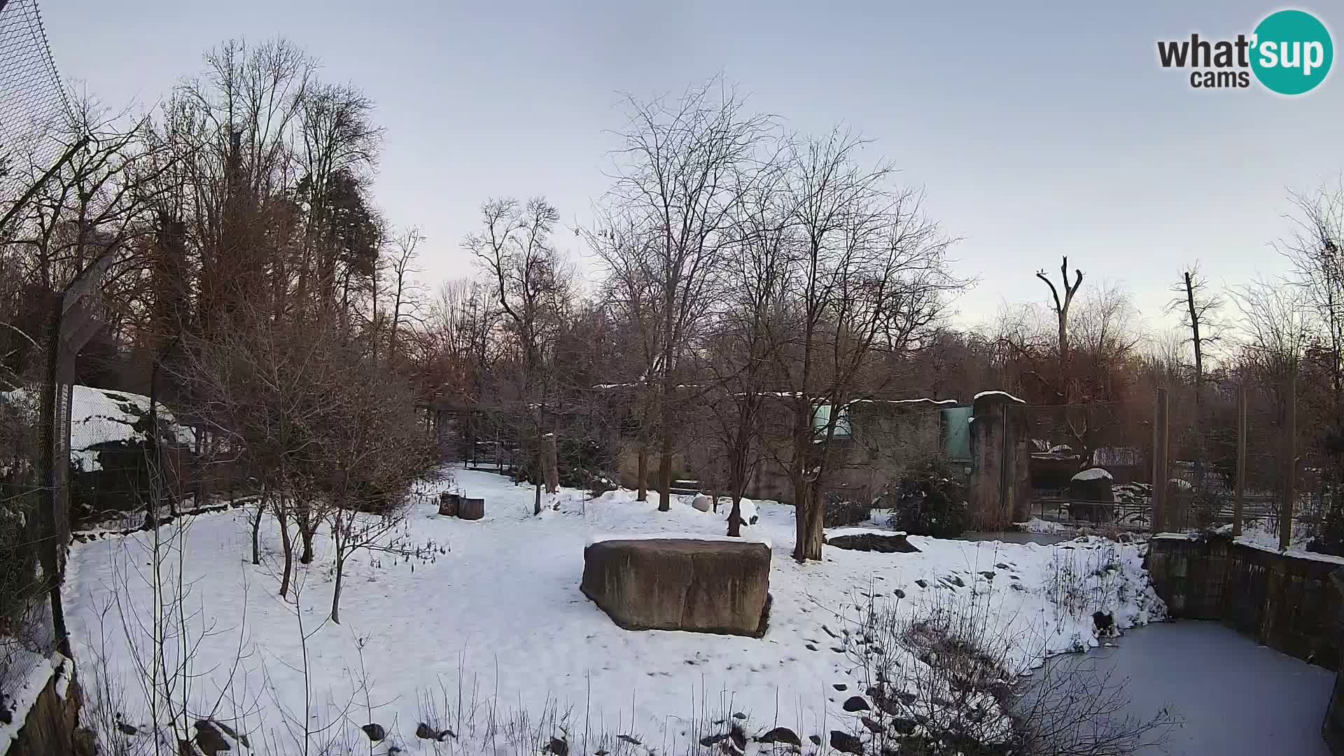 Zoo Zagreb – Leoni