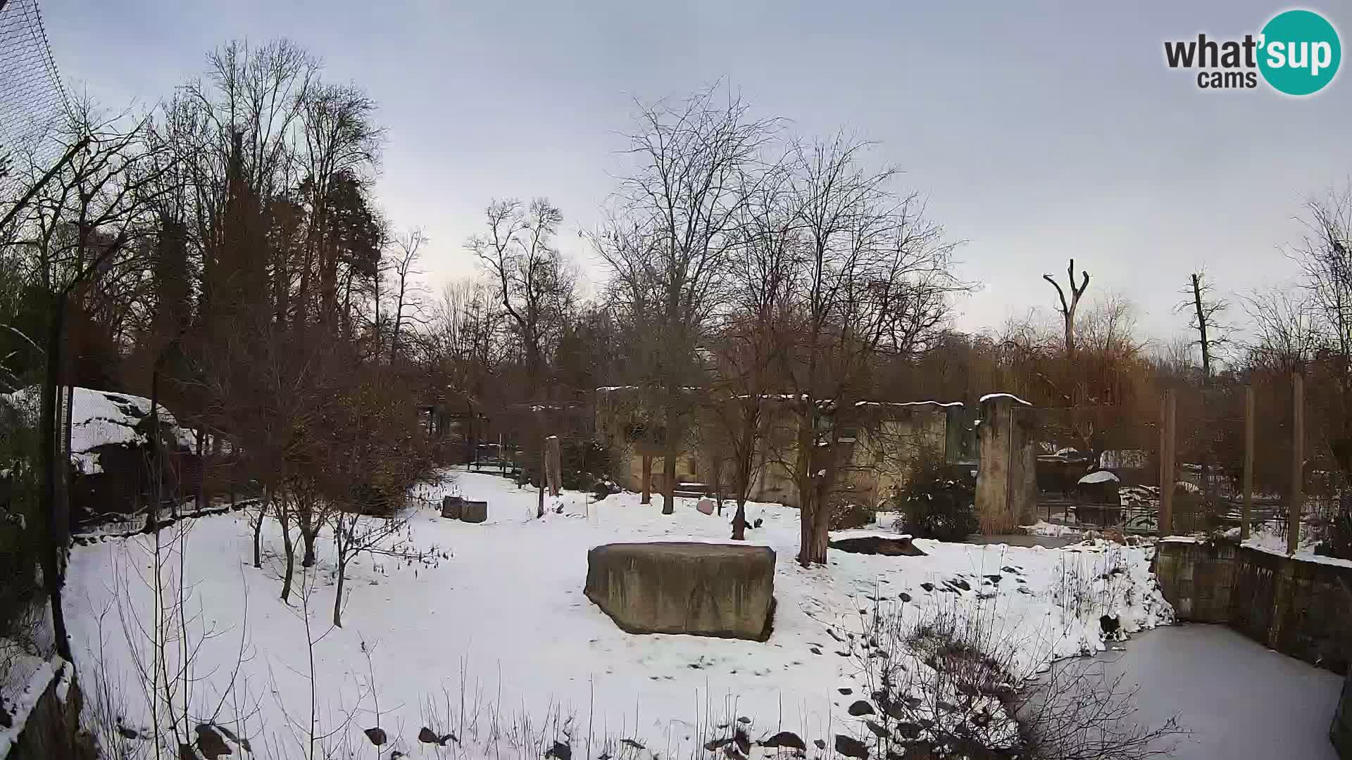 Spletna kamera Zoo Zagreb – Levi