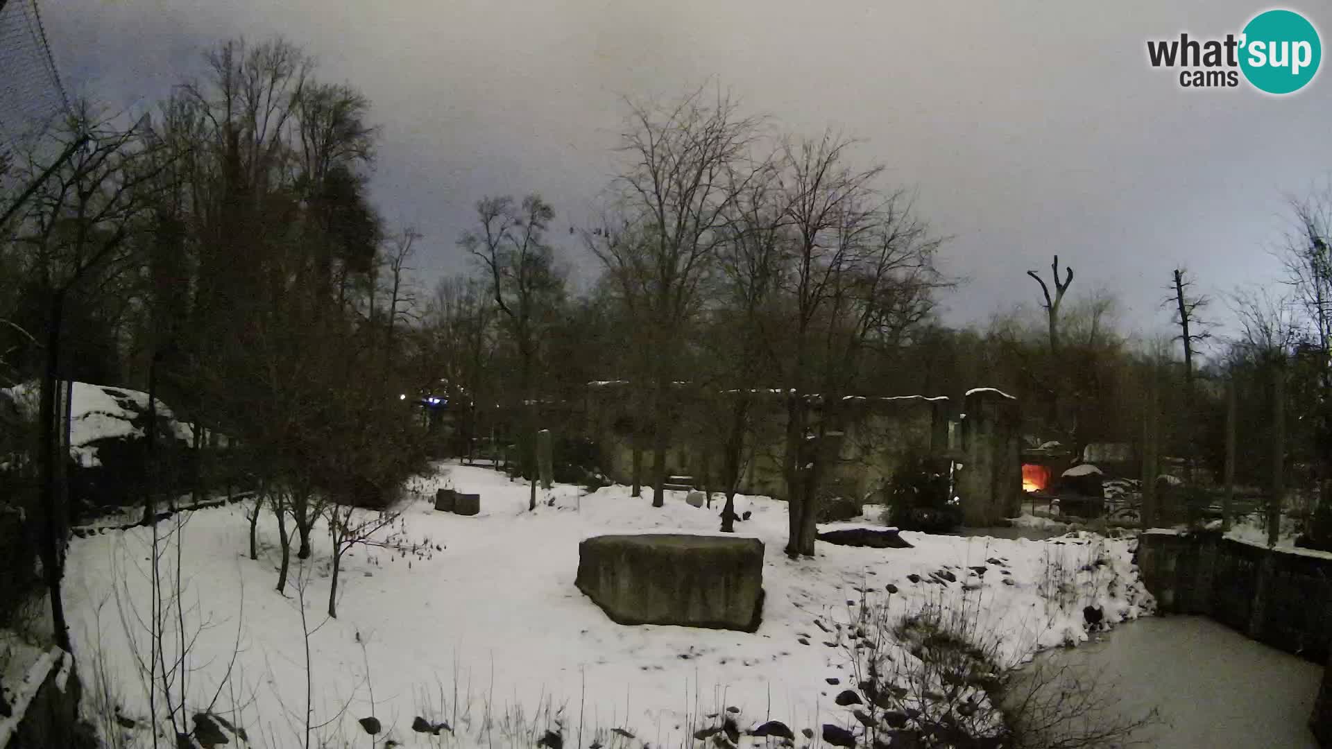 Spletna kamera Zoo Zagreb – Levi