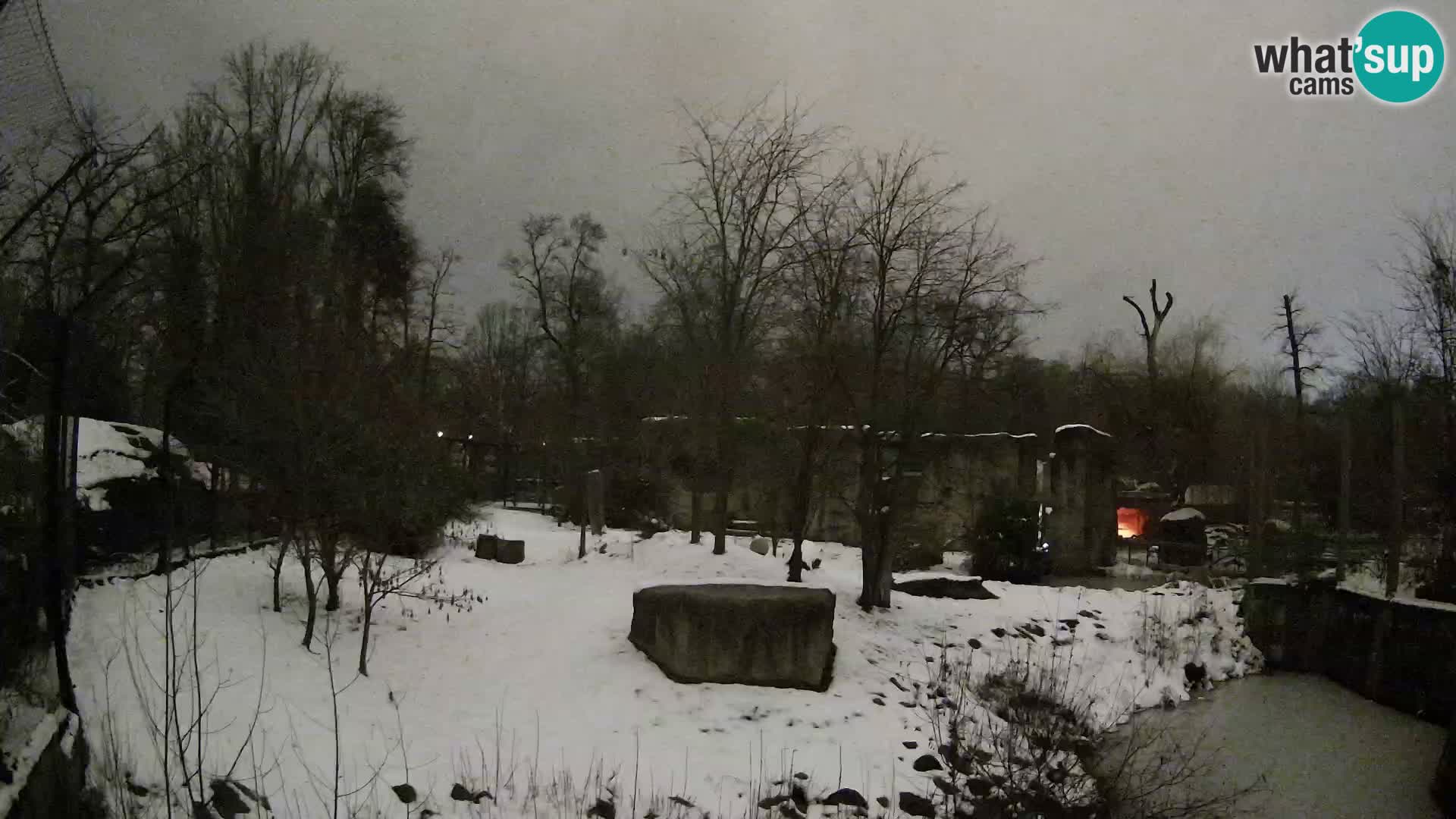 Spletna kamera Zoo Zagreb – Levi