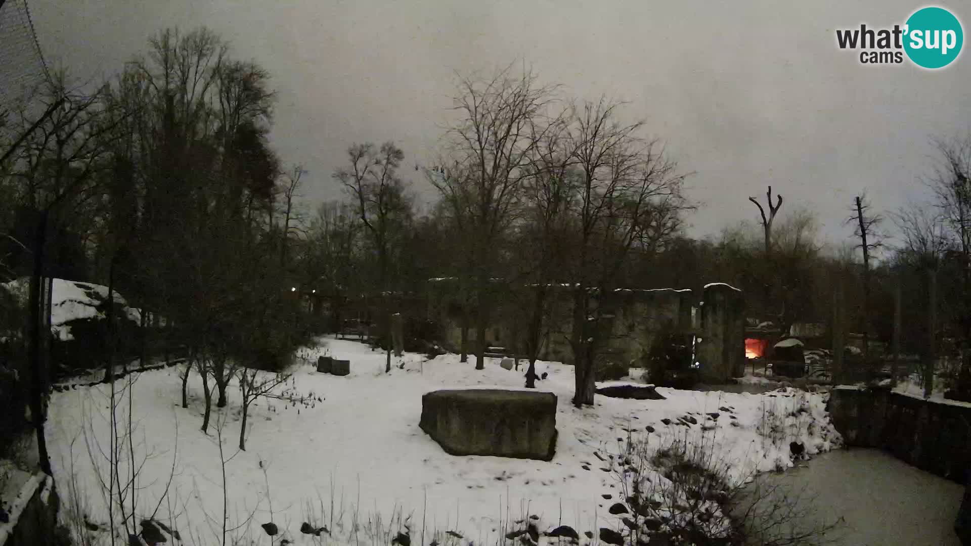 Spletna kamera Zoo Zagreb – Levi