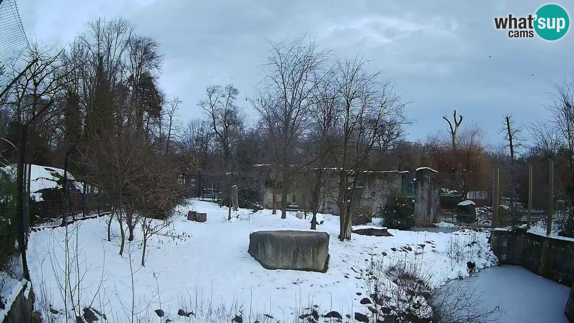 Zoo Zagreb – Leones