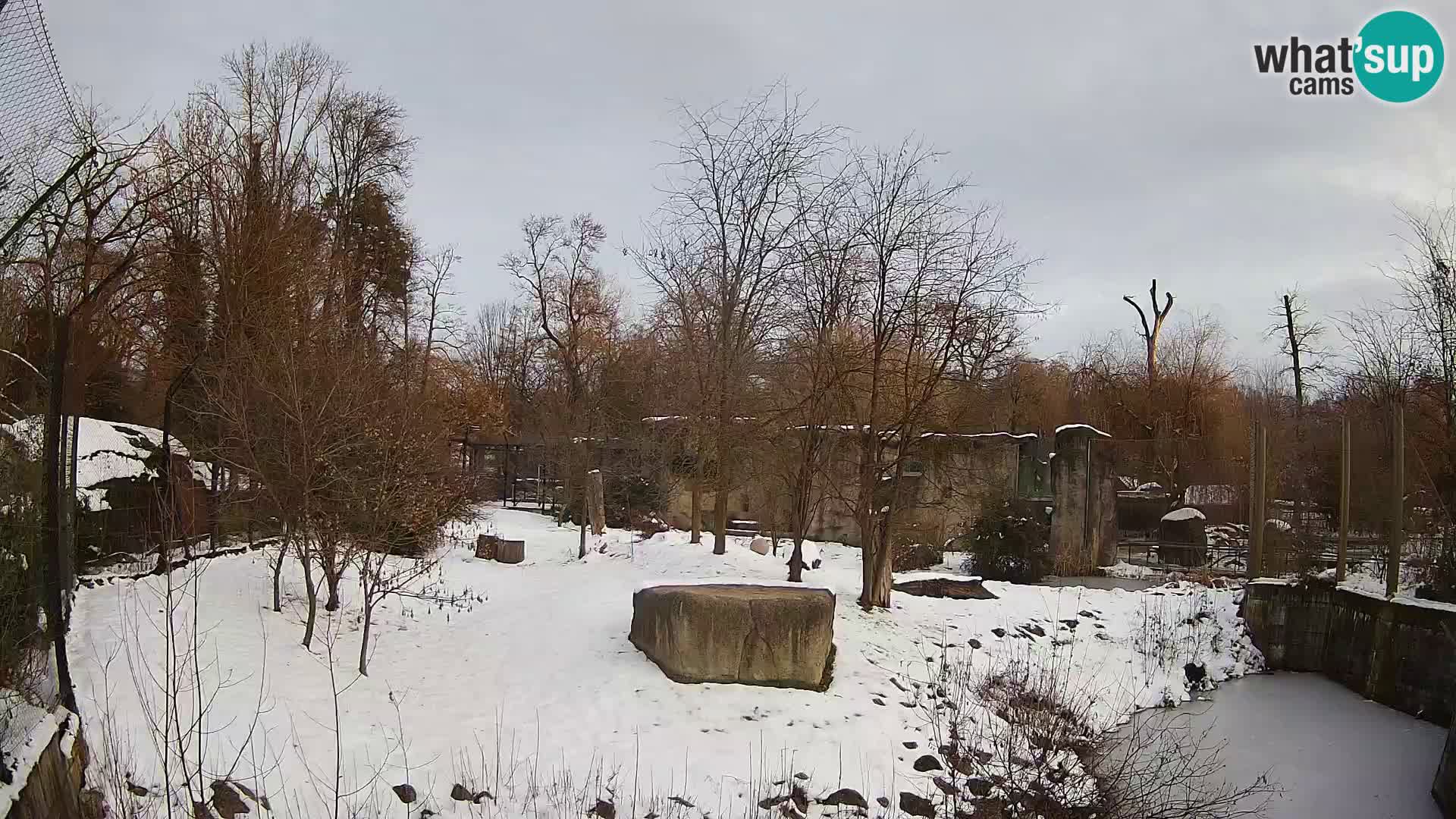 Zoo Zagreb – Lavovi