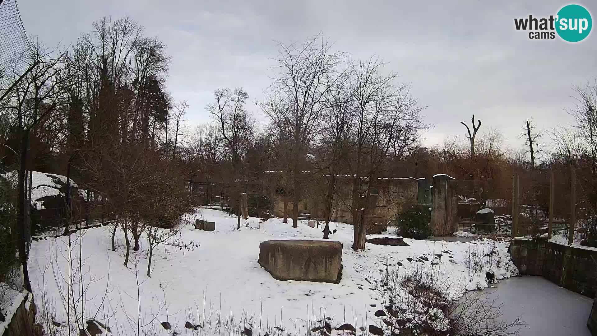 Spletna kamera Zoo Zagreb – Levi