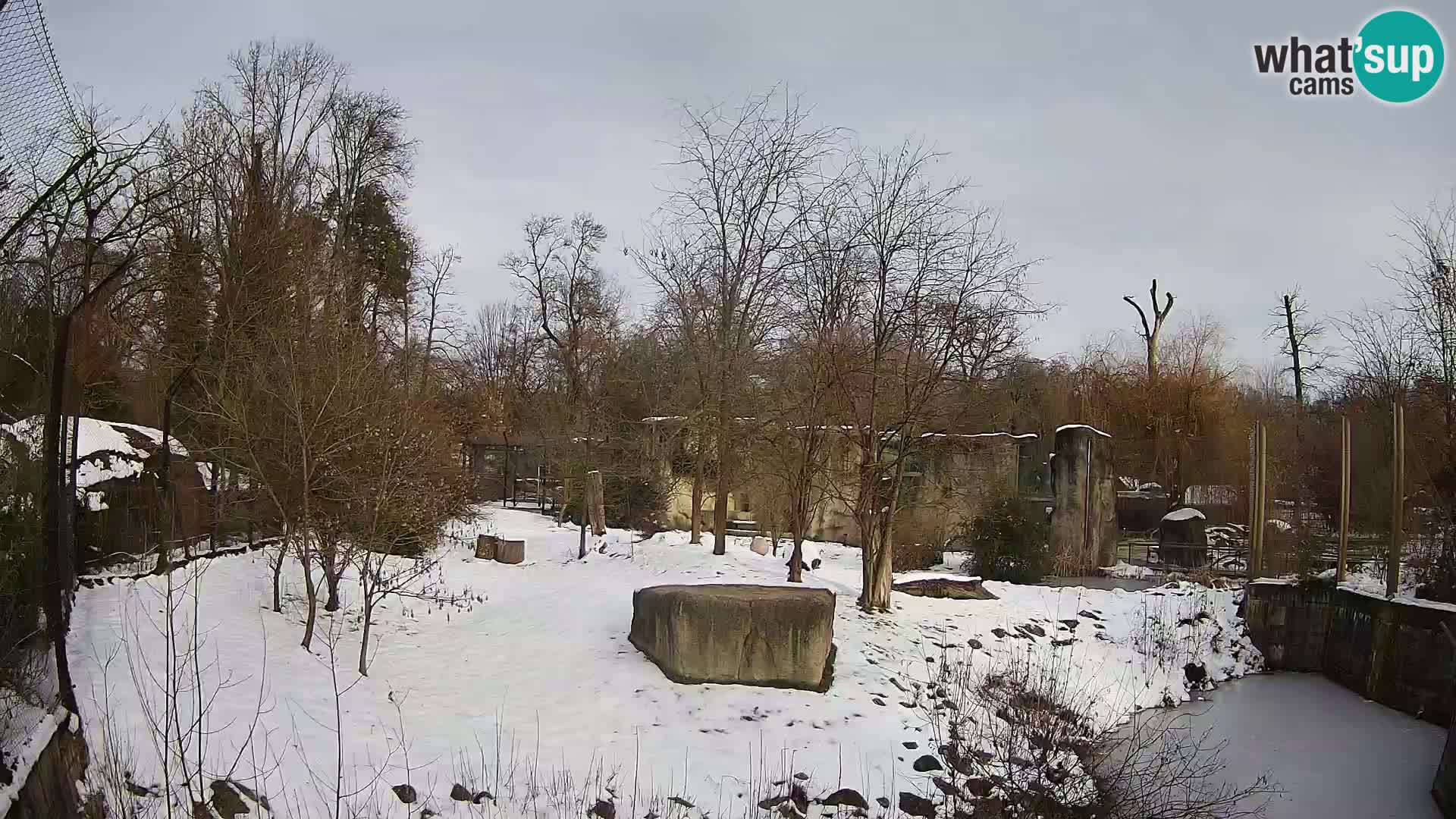 Zoo Zagreb – Löwen