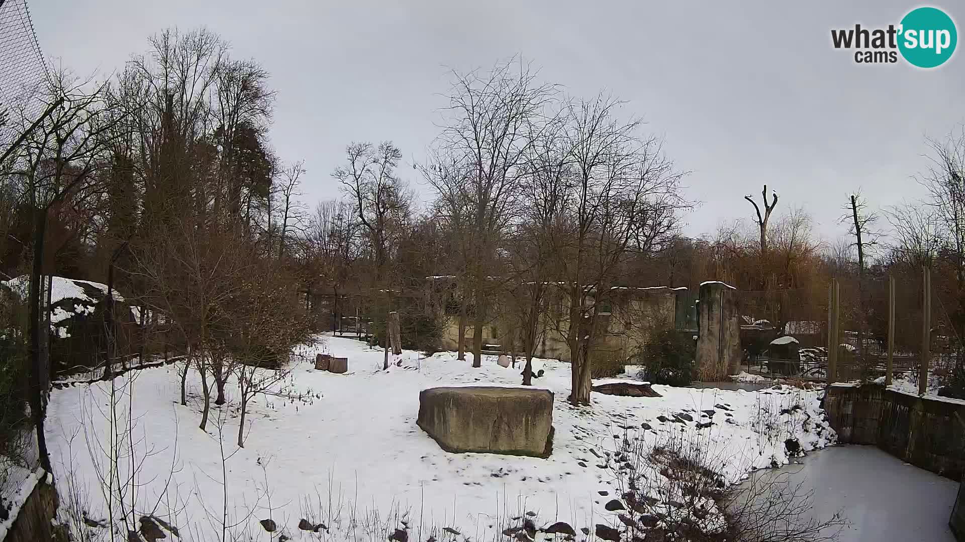 Zoo Zagreb – Leoni