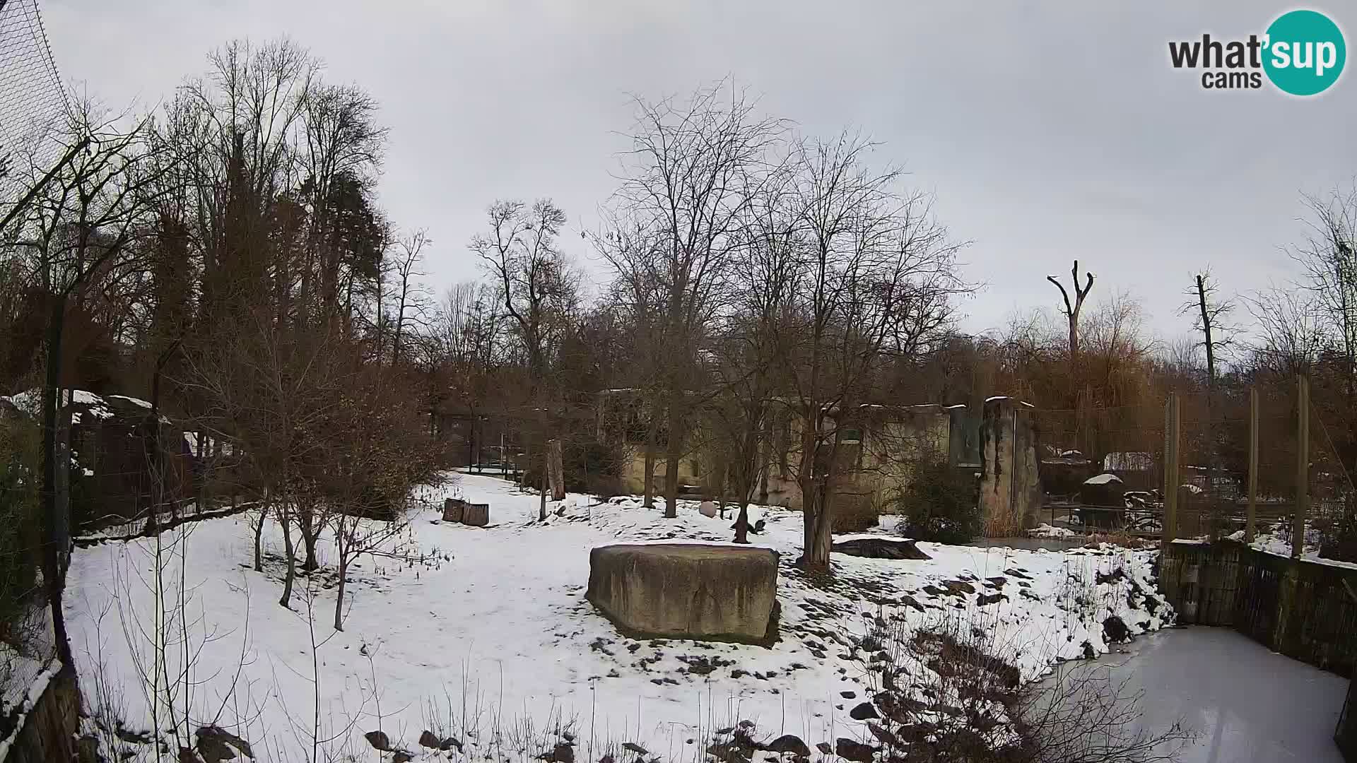 Zoo Zagreb – Lavovi