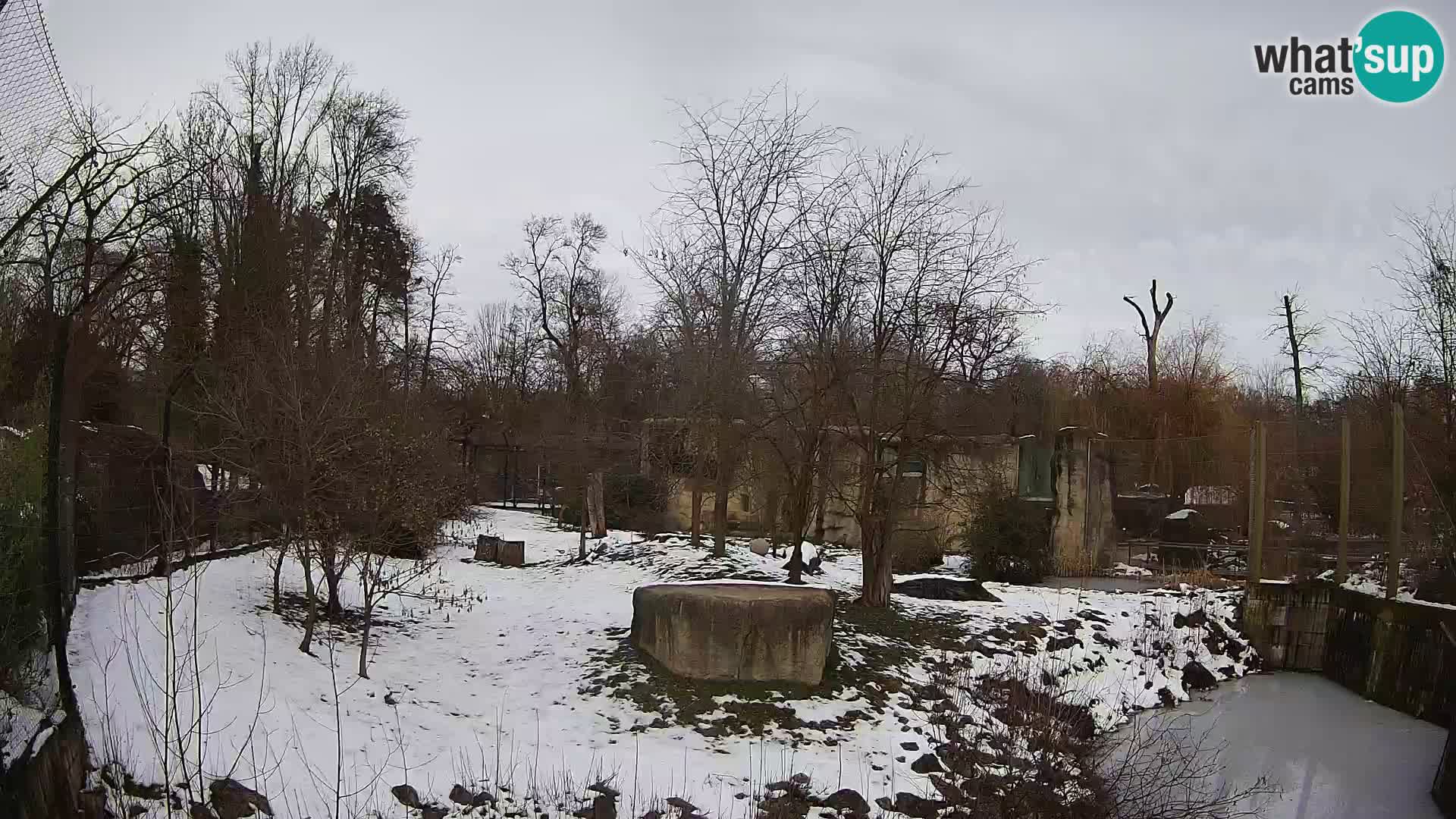 Zoo Zagreb – Lavovi