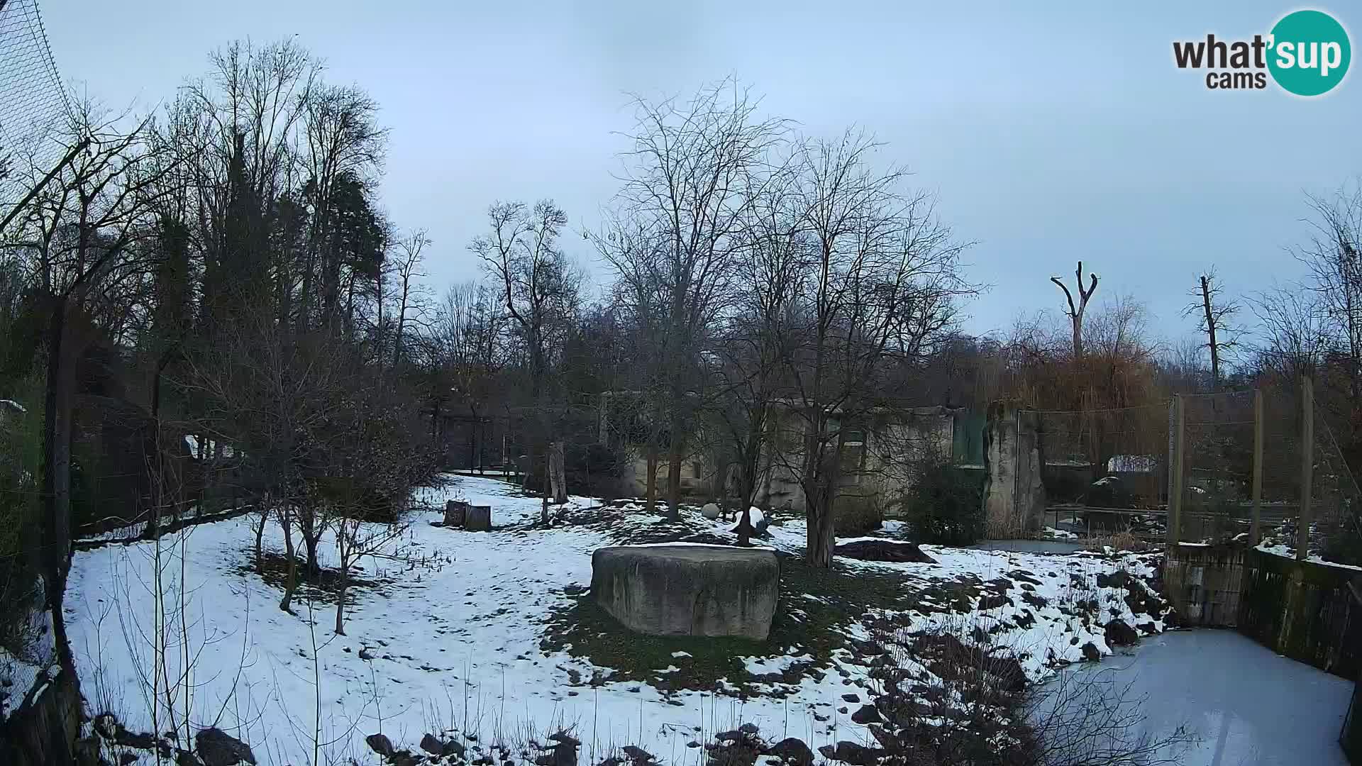 Spletna kamera Zoo Zagreb – Levi