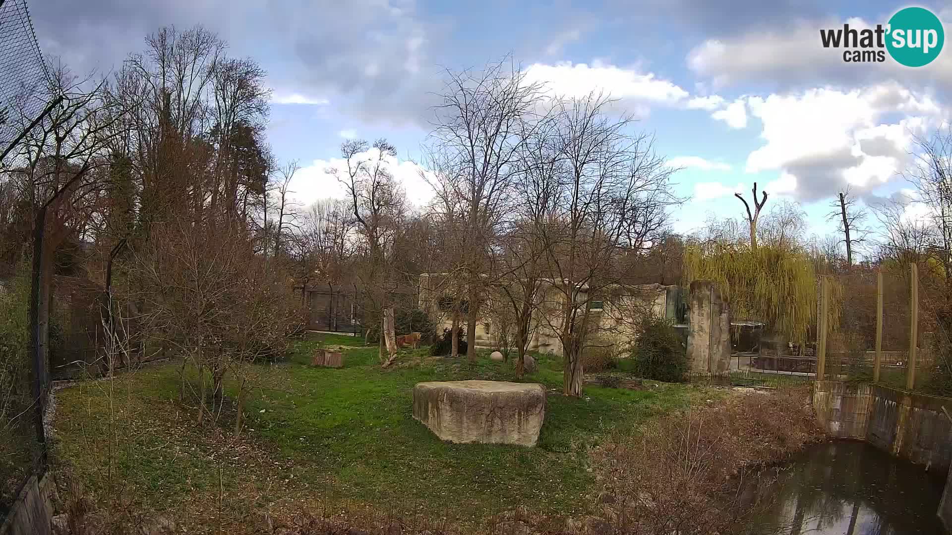 Zoo Zagreb – Lavovi