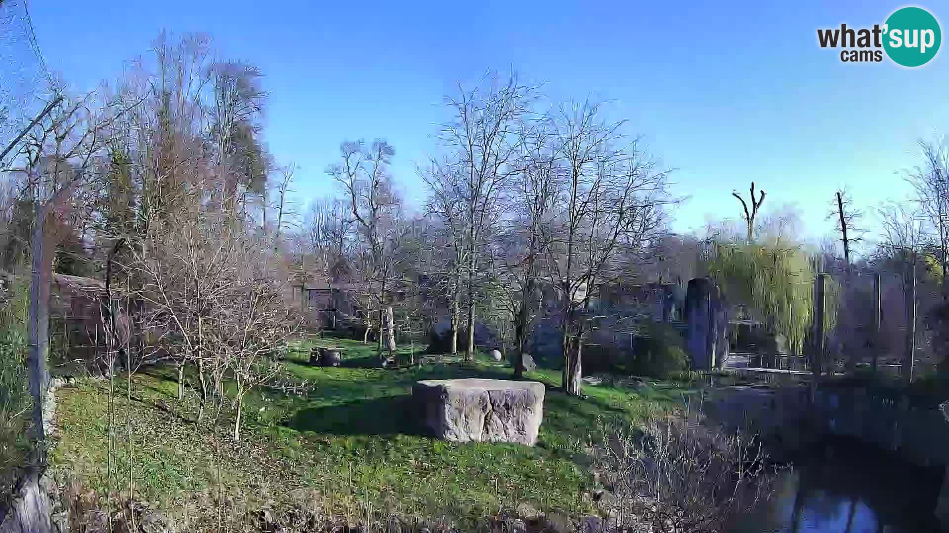 Spletna kamera Zoo Zagreb – Levi