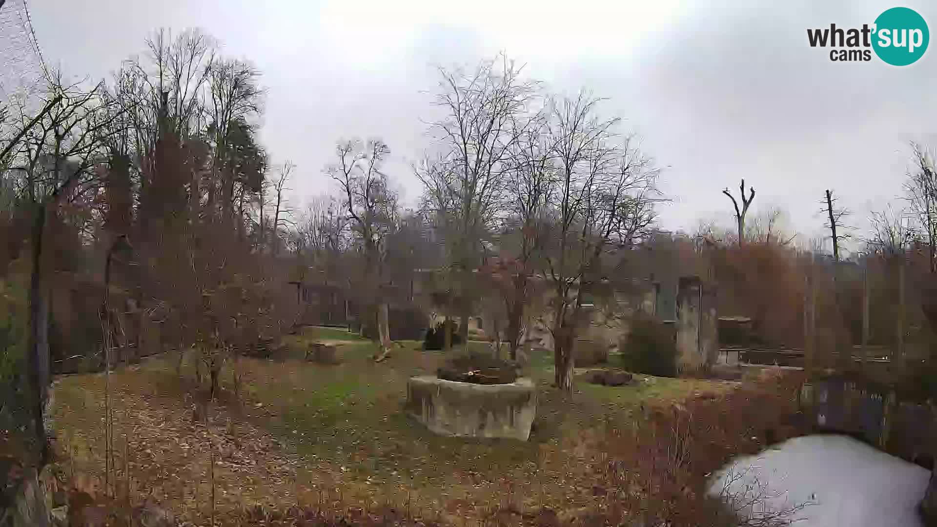 Spletna kamera Zoo Zagreb – Levi